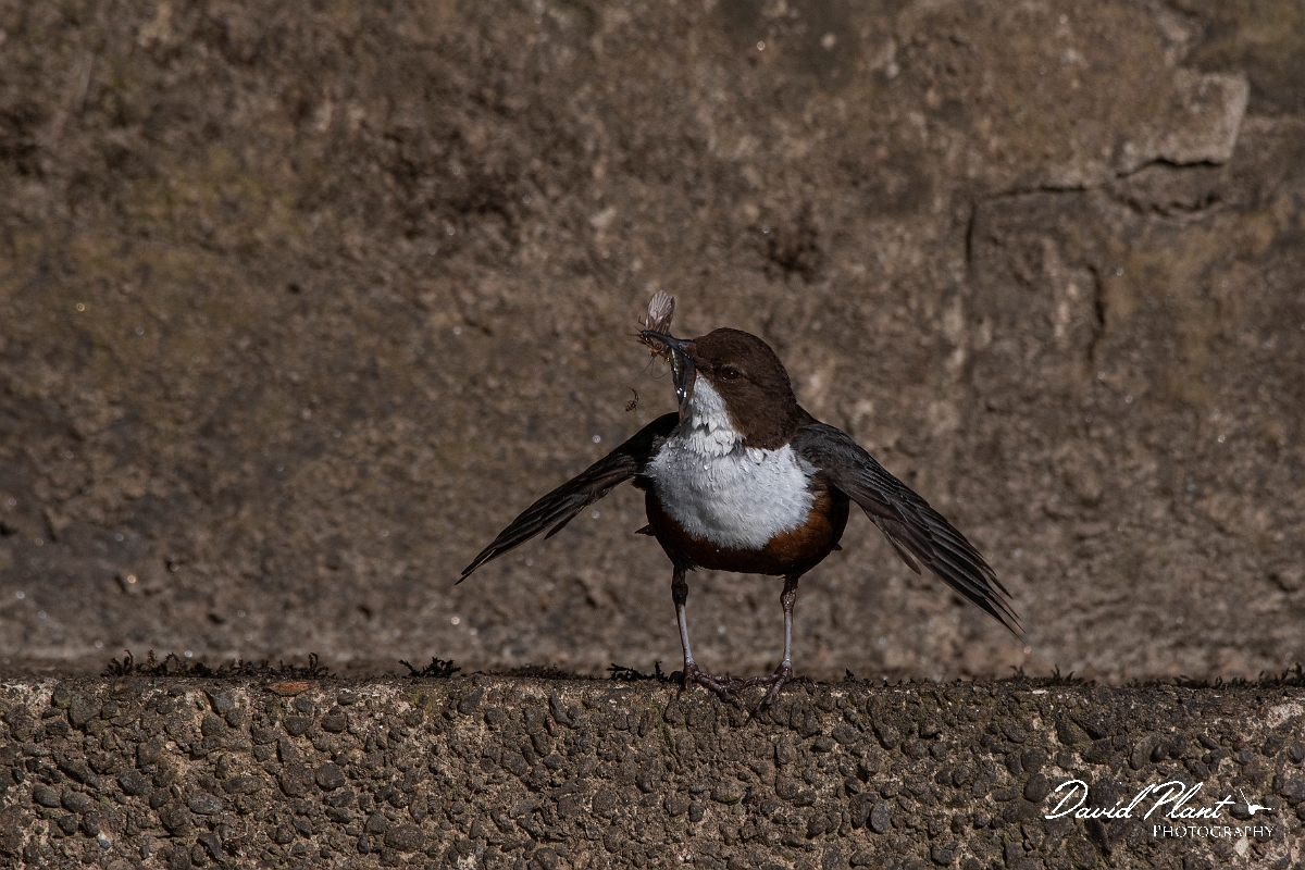 David Plant Photography - Wildlife Photography - Dipper - T.JPG - Dipper dipping - Perthshire