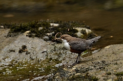 David Plant Photography - Wildlife Photography - Dipper - C