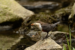 David Plant Photography - Wildlife Photography - Dipper - D