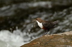 David Plant Photography - Wildlife Photography - Dipper - F