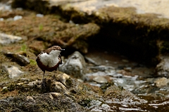 David Plant Photography - Wildlife Photography - Dipper - I