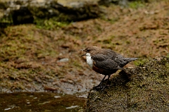 David Plant Photography - Wildlife Photography - Dipper - J