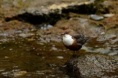 David Plant Photography - Wildlife Photography - Dipper - K