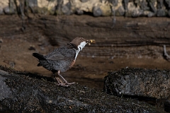 David Plant Photography - Wildlife Photography - Dipper - N