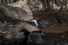 David Plant Photography - Wildlife Photography - Dipper - O