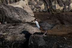 David Plant Photography - Wildlife Photography - Dipper - P