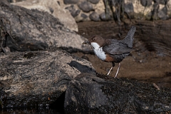 David Plant Photography - Wildlife Photography - Dipper - Q