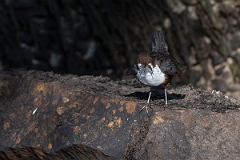 David Plant Photography - Wildlife Photography - Dipper - R