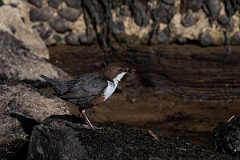David Plant Photography - Wildlife Photography - Dipper - S
