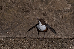 David Plant Photography - Wildlife Photography - Dipper - T