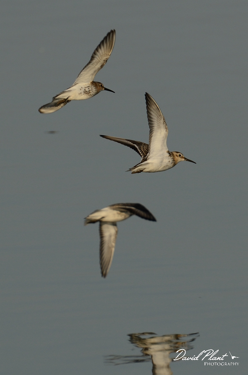 David Plant Photography - Wildlife Photography - Dunlin - F.jpg - Dunlin in flight - Norfolk