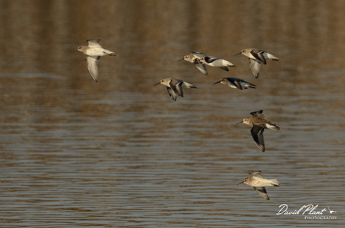 David Plant Photography - Wildlife Photography - Dunlin - G.jpg - Dunlin flock in flight - Norfolk