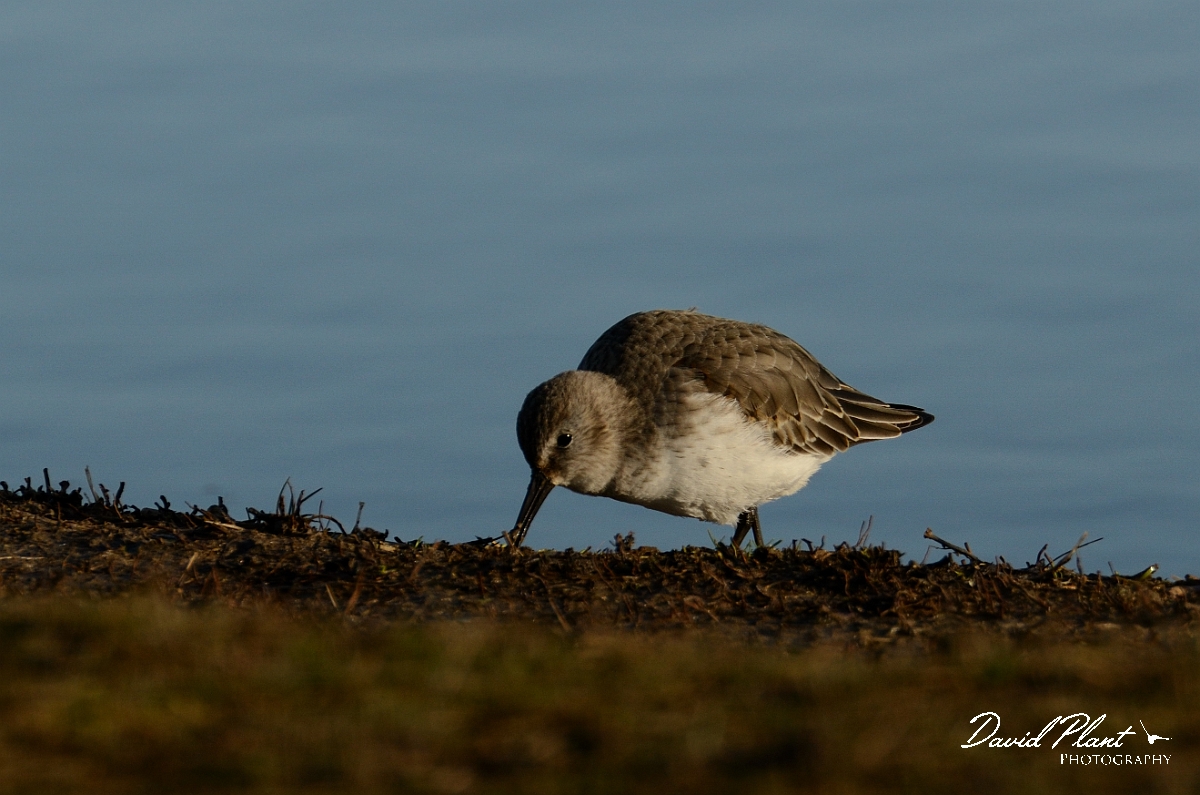 David Plant Photography - Wildlife Photography - Dunlin - H.jpg - Dunlin feeding on pond edge - Norfolk