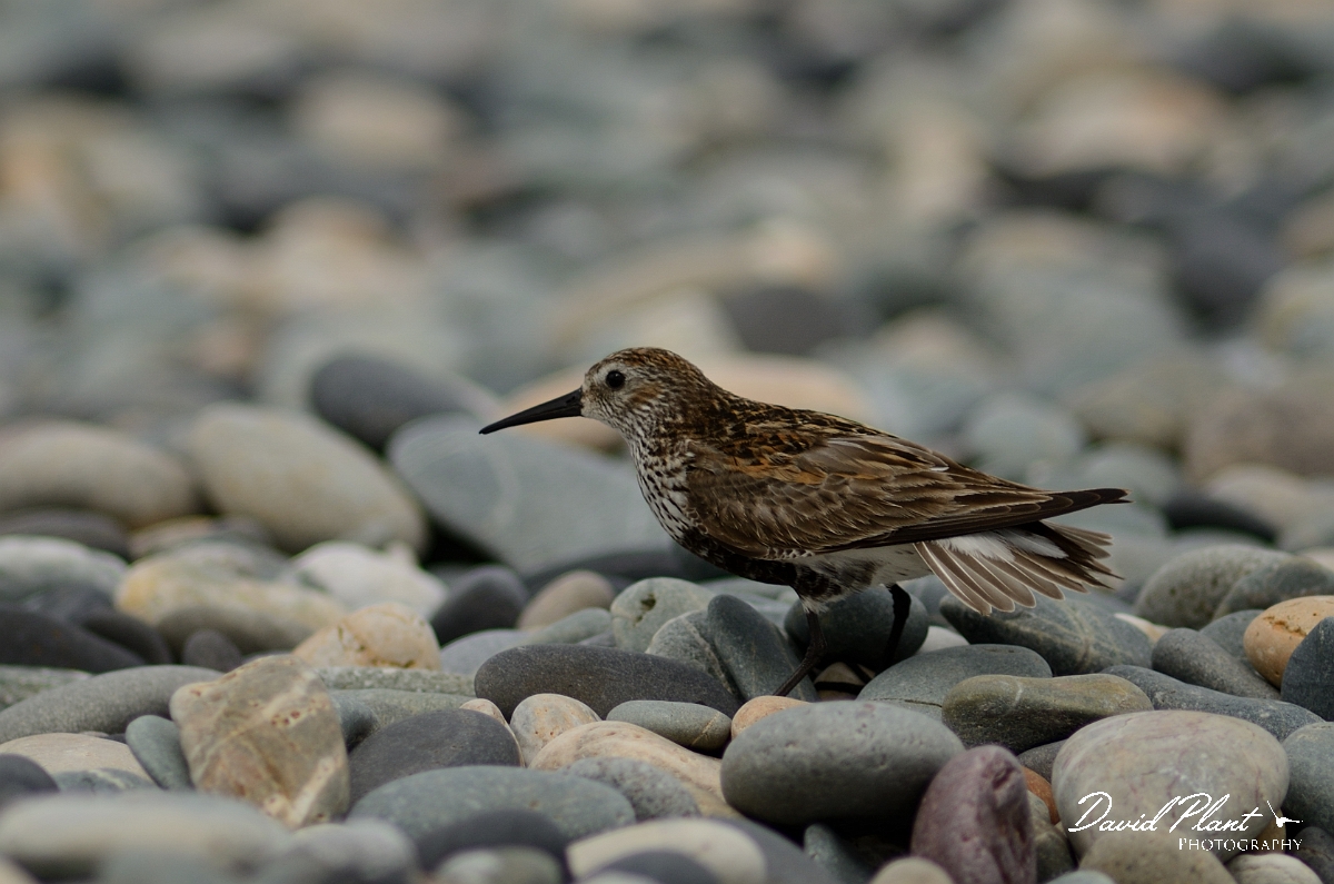 David Plant Photography - Wildlife Photography - Dunlin - I.jpg - Dunlin in breeding plumage - Anglesey