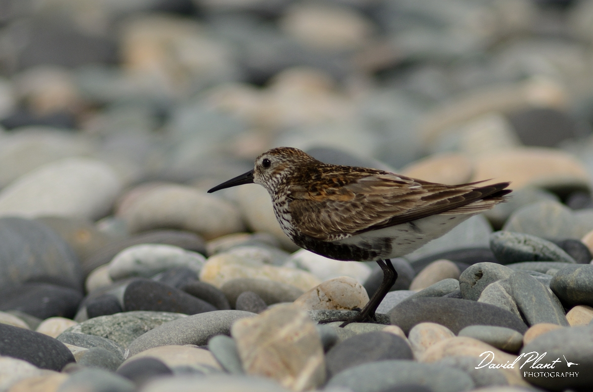 David Plant Photography - Wildlife Photography - Dunlin - J.jpg - Dunlin in breeding plumage - Anglesey