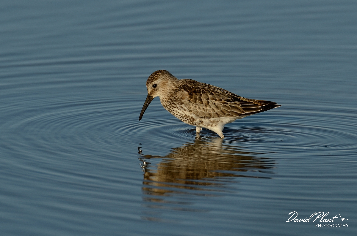 David Plant Photography - Wildlife Photography - Dunlin - L.jpg - Dunlin in evening sun - Norfolk
