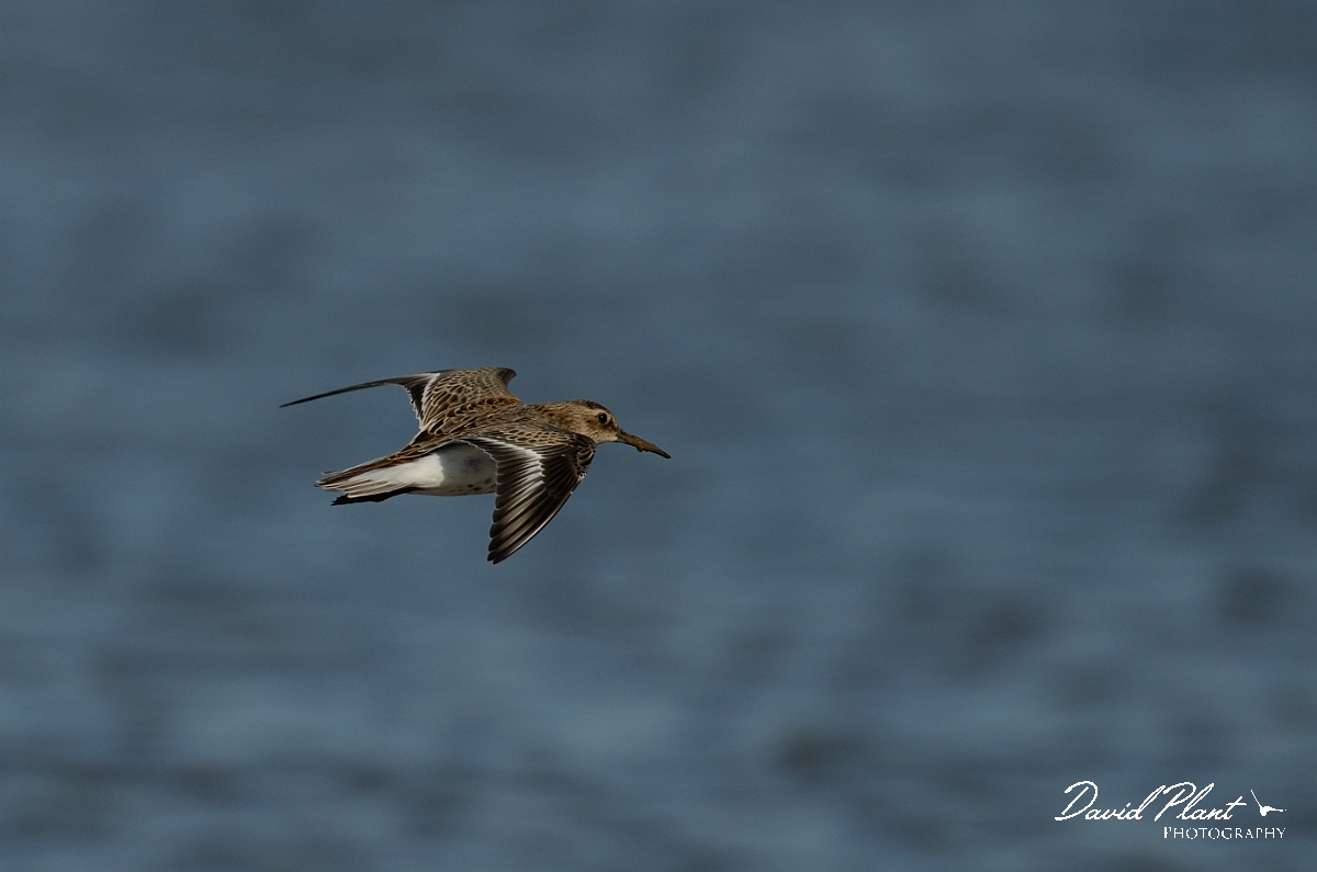 David Plant Photography - Wildlife Photography - Dunlin - M.jpg - Dunlin in flight - Norfolk