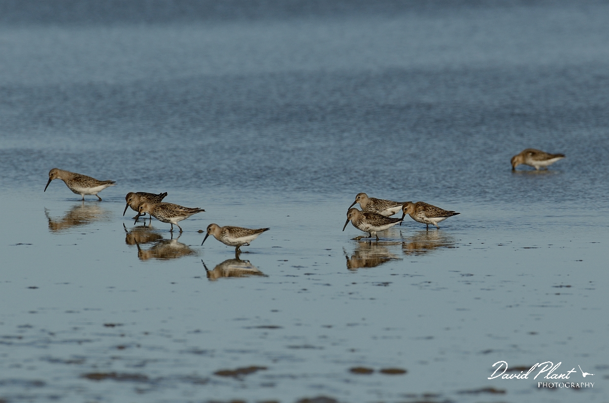 David Plant Photography - Wildlife Photography - Dunlin - N.jpg - Dunlin feeding - Norfolk