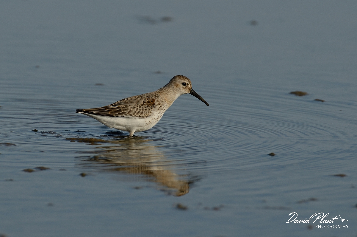 David Plant Photography - Wildlife Photography - Dunlin - O.jpg - Dunlin - Norfolk