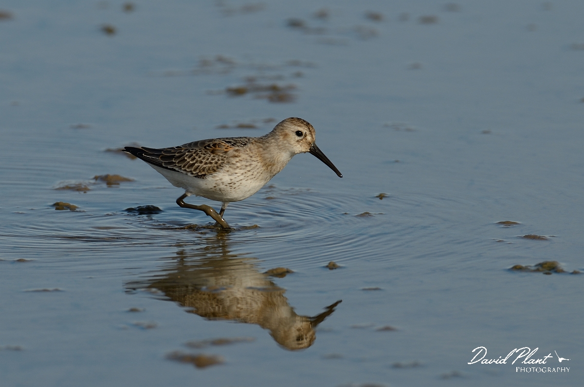 David Plant Photography - Wildlife Photography - Dunlin - Q.jpg - Dunlin - Norfolk