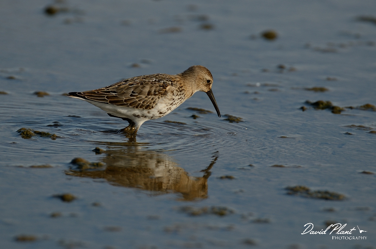 David Plant Photography - Wildlife Photography - Dunlin - R.jpg - Dunlin - Norfolk