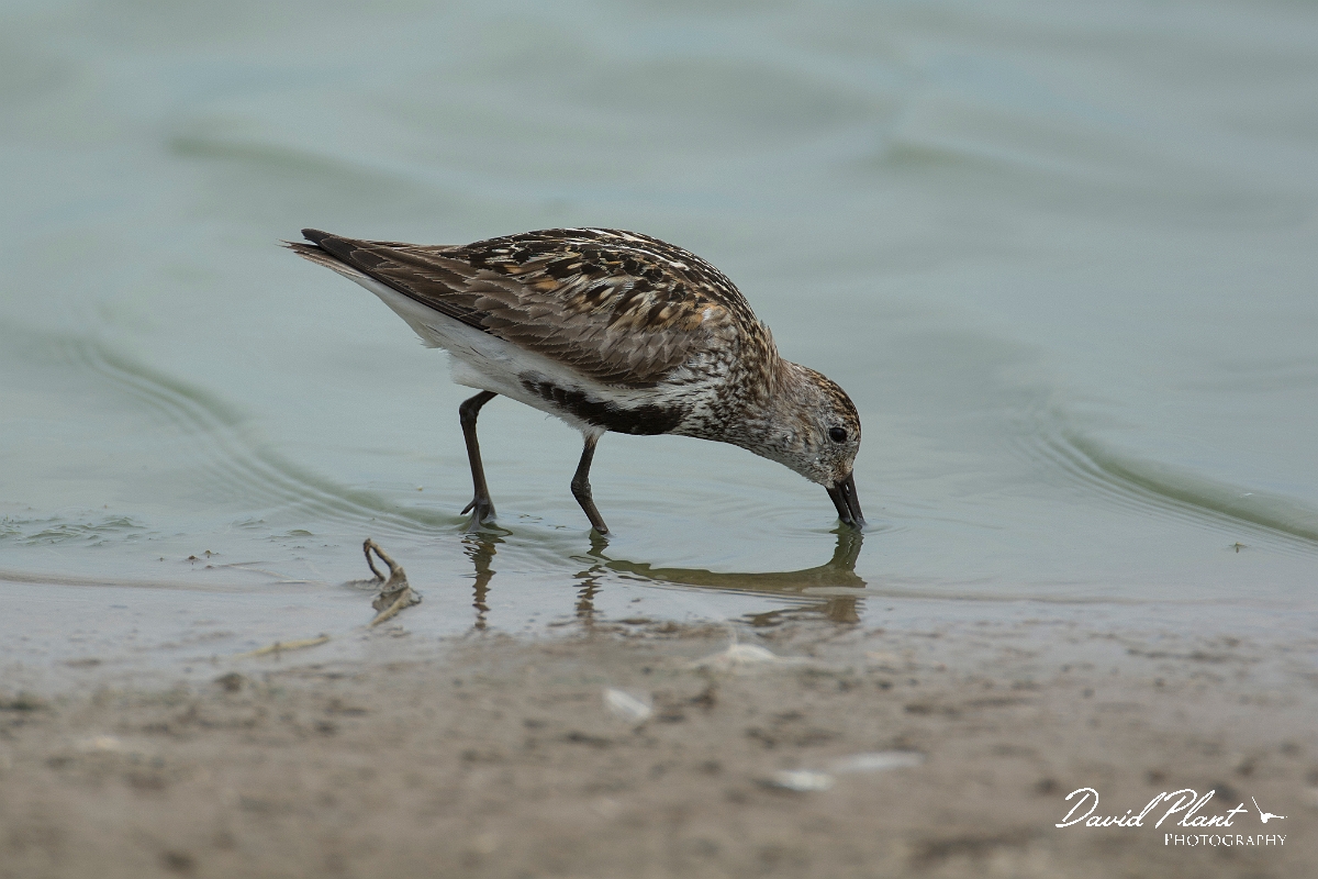 David Plant Photography - Wildlife Photography - Dunlin - U.jpg - Dunlin - Lincolnshire