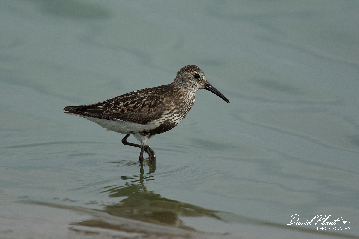 David Plant Photography - Wildlife Photography - Dunlin - V.jpg - Dunlin - Lincolnshire