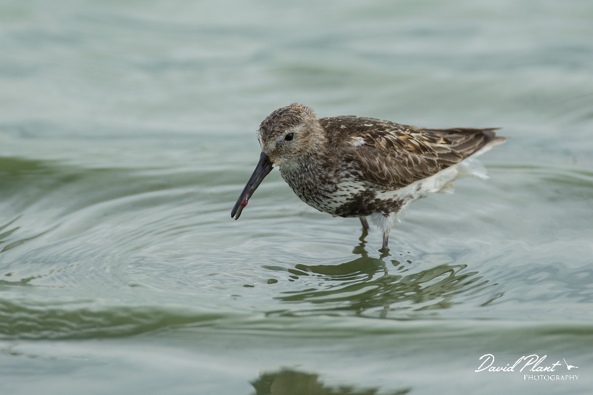 David Plant Photography - Wildlife Photography - Dunlin - W.jpg - Dunlin - Lincolnshire