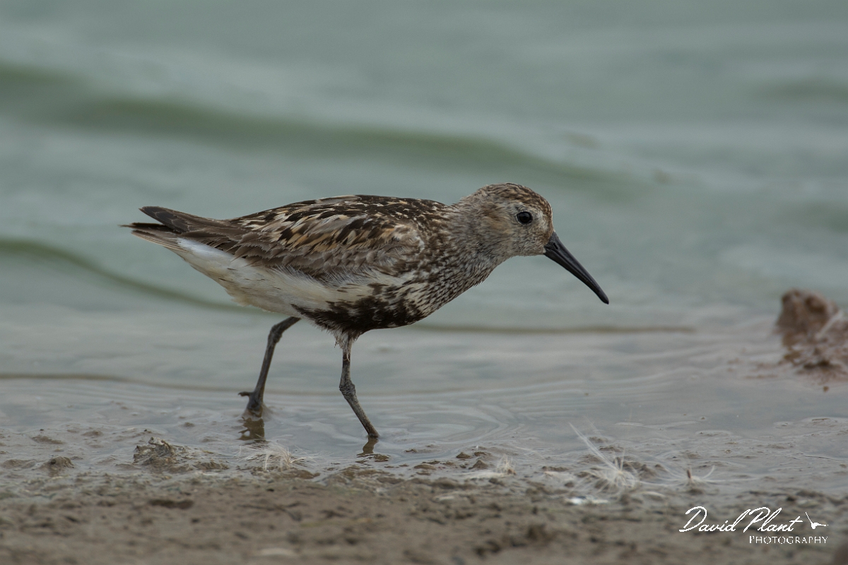 David Plant Photography - Wildlife Photography - Dunlin - X.jpg - Dunlin - Lincolnshire