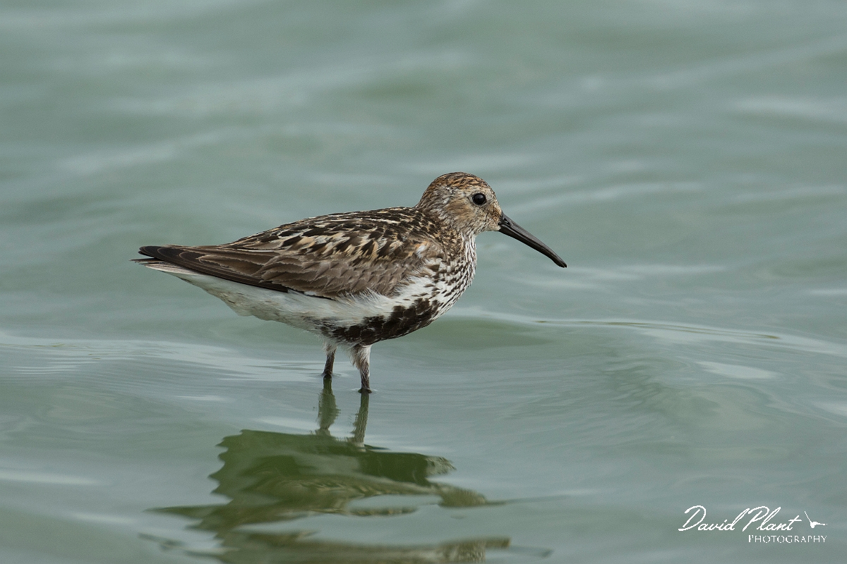 David Plant Photography - Wildlife Photography - Dunlin - Y.jpg - Dunlin - Lincolnshire