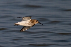 David Plant Photography - Wildlife Photography - Dunlin - AA