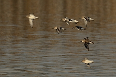 David Plant Photography - Wildlife Photography - Dunlin - G