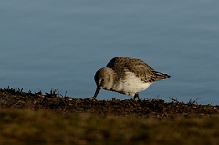 David Plant Photography - Wildlife Photography - Dunlin - H