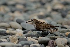David Plant Photography - Wildlife Photography - Dunlin - I