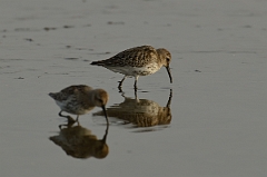 David Plant Photography - Wildlife Photography - Dunlin - K