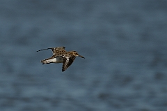 David Plant Photography - Wildlife Photography - Dunlin - M