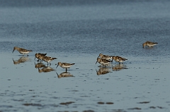 David Plant Photography - Wildlife Photography - Dunlin - N
