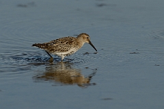 David Plant Photography - Wildlife Photography - Dunlin - P