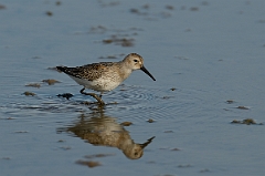 David Plant Photography - Wildlife Photography - Dunlin - Q