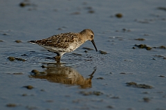 David Plant Photography - Wildlife Photography - Dunlin - R