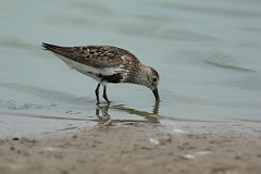 David Plant Photography - Wildlife Photography - Dunlin - T