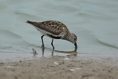 David Plant Photography - Wildlife Photography - Dunlin - U