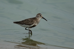 David Plant Photography - Wildlife Photography - Dunlin - V