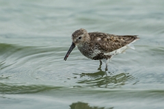 David Plant Photography - Wildlife Photography - Dunlin - W