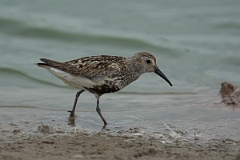 David Plant Photography - Wildlife Photography - Dunlin - X