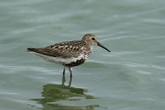 David Plant Photography - Wildlife Photography - Dunlin - Y