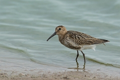 David Plant Photography - Wildlife Photography - Dunlin - Z