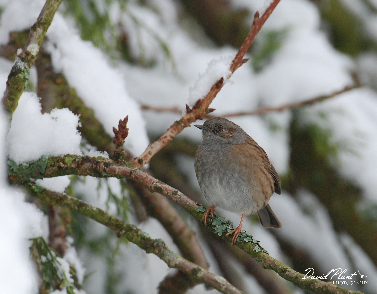 David Plant Photography - Wildlife Photographer - Dunnock - B.jpg - Dunnock in the snow - Gloucesterhsire