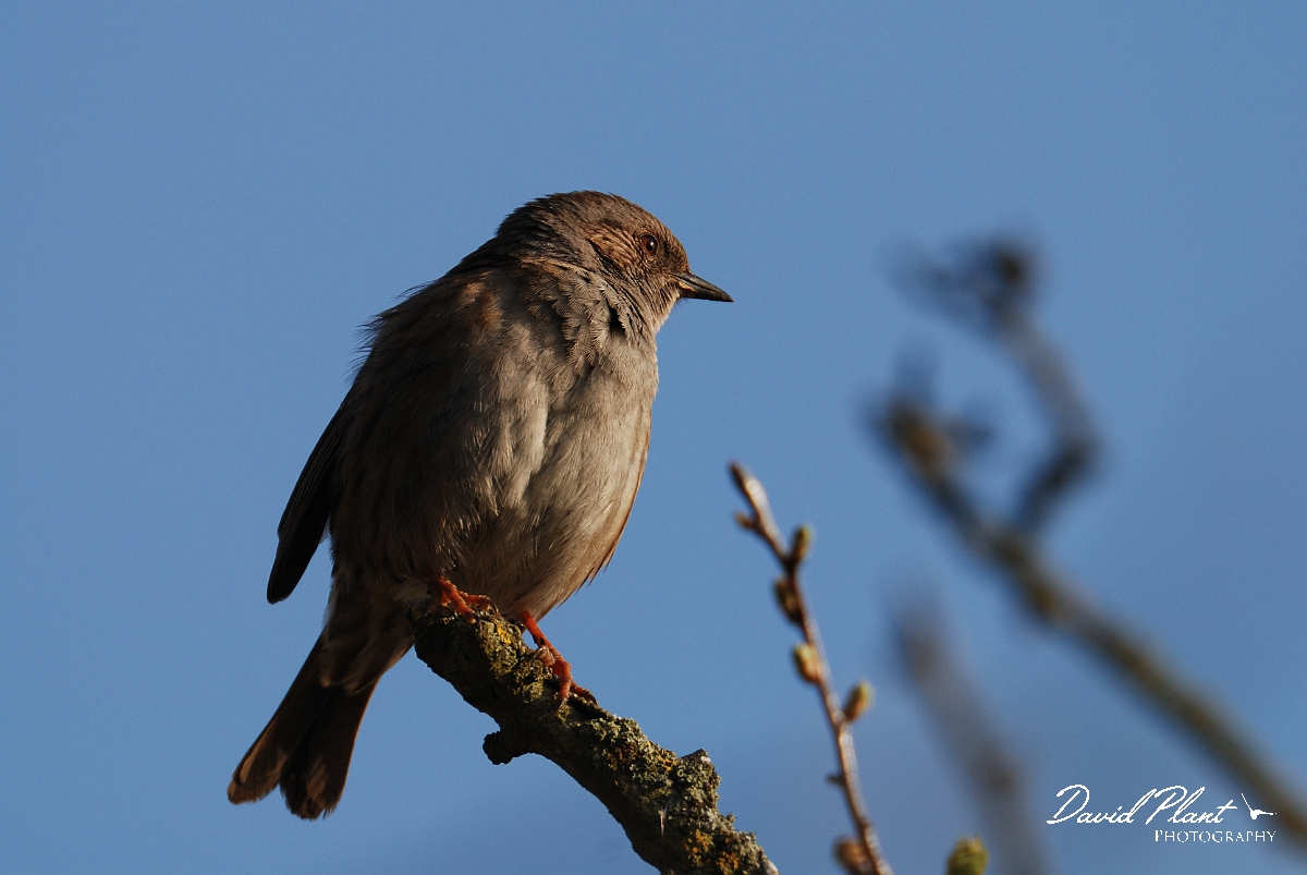 David Plant Photography - Wildlife Photographer - Dunnock - D.jpg - Dunnock - Cambridgeshire
