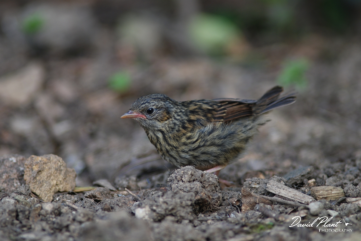 David Plant Photography - Wildlife Photographer - Dunnock juvenile - C.JPG - Dunnock, juvenile - Gloucestershire